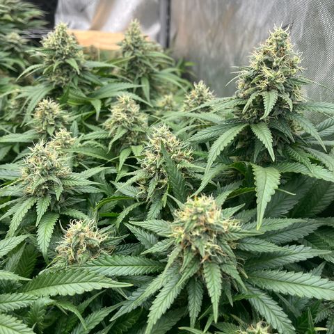Northern Lights growlog timeline photo