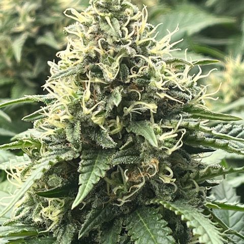 Northern Lights growlog timeline photo