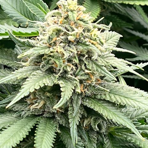 Northern Lights growlog timeline photo