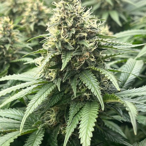 Northern Lights growlog timeline photo