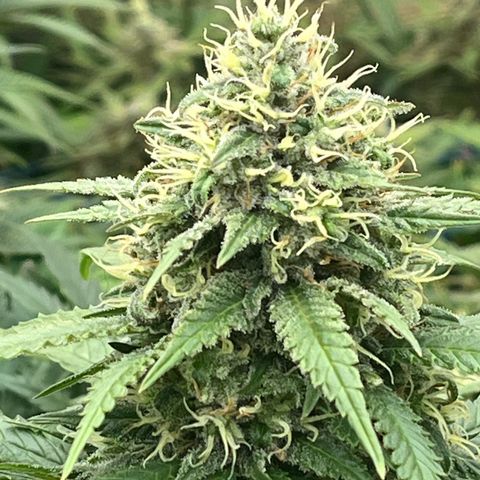 Northern Lights growlog timeline photo