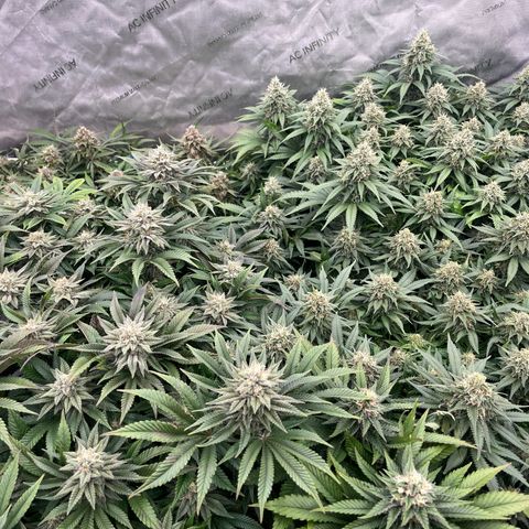 Northern Lights growlog timeline photo