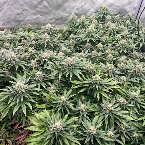 Northern Lights growlog timeline photo