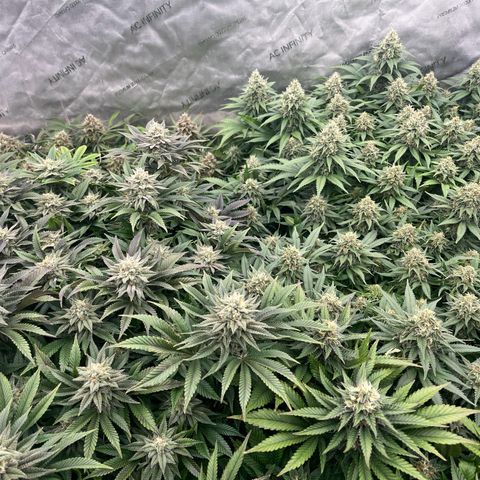 Northern Lights growlog timeline photo
