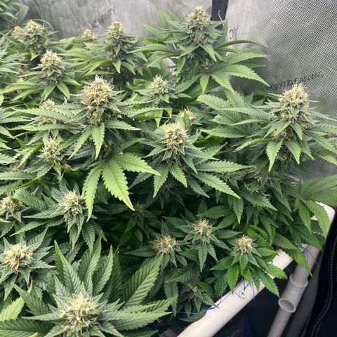 Northern Lights growlog timeline photo
