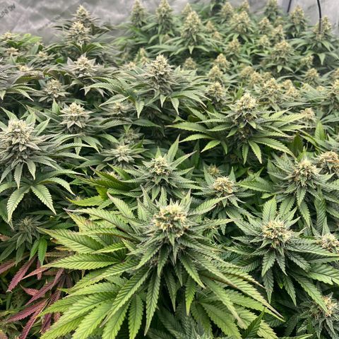 Northern Lights growlog timeline photo