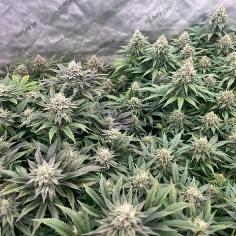 Northern Lights growlog timeline photo