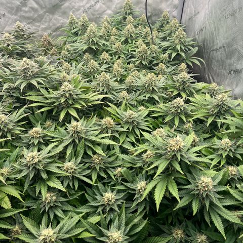 Northern Lights growlog timeline photo