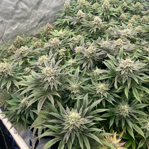 Northern Lights growlog timeline photo