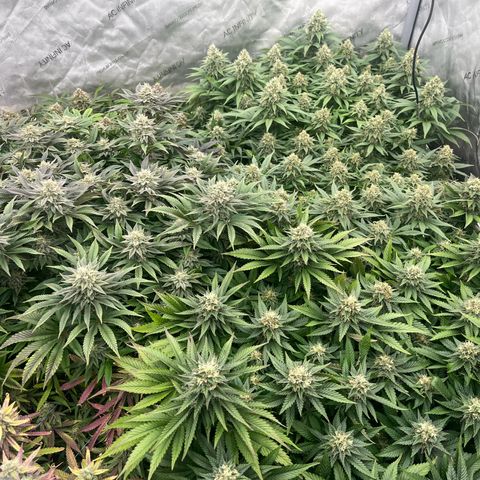 Northern Lights growlog timeline photo