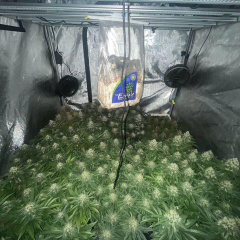 Northern Lights growlog timeline photo