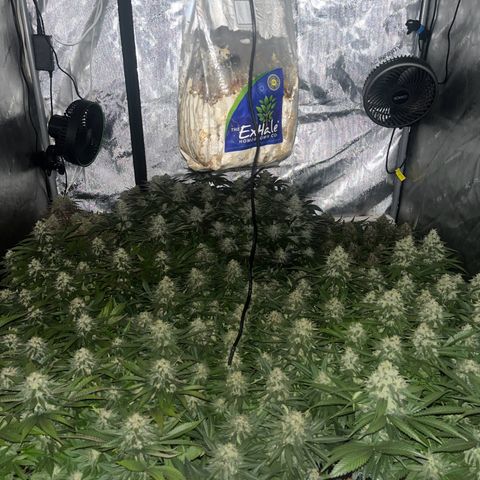 Northern Lights growlog timeline photo