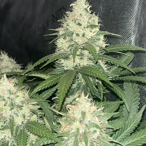 Northern Lights growlog timeline photo