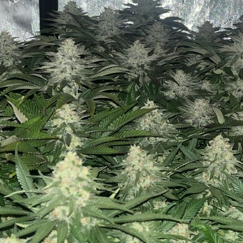Northern Lights growlog timeline photo