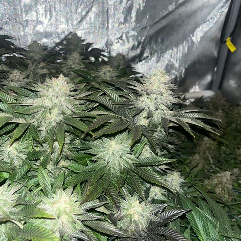 Northern Lights growlog timeline photo