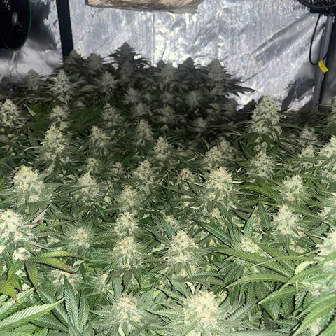 Northern Lights growlog timeline photo