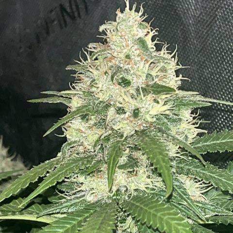 Northern Lights growlog timeline photo