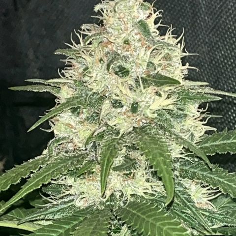 Northern Lights growlog timeline photo
