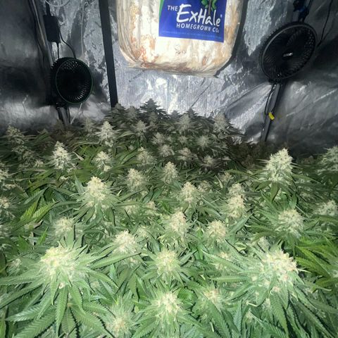 Northern Lights growlog timeline photo