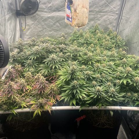 Northern Lights growlog timeline photo