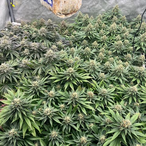 Northern Lights growlog timeline photo