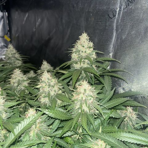 Northern Lights growlog timeline photo