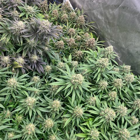 Northern Lights growlog timeline photo
