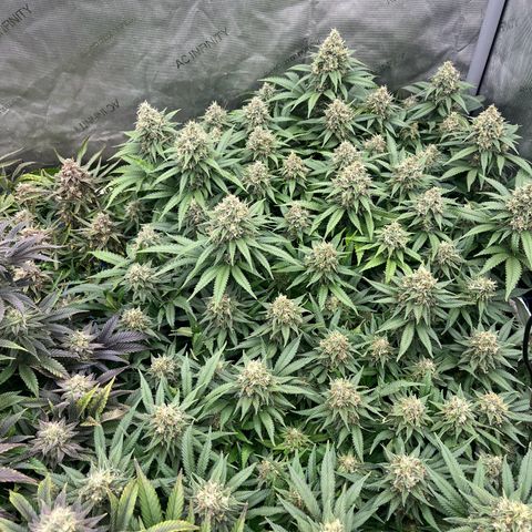 Northern Lights growlog timeline photo