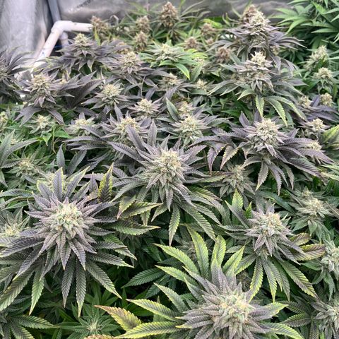 Northern Lights growlog timeline photo