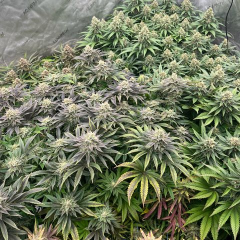 Northern Lights growlog timeline photo