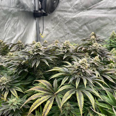 Northern Lights growlog timeline photo