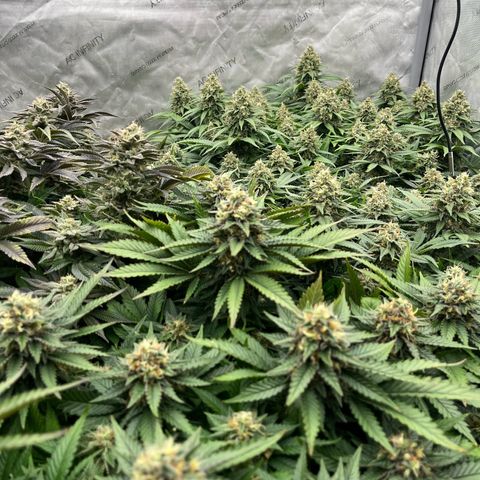 Northern Lights growlog timeline photo