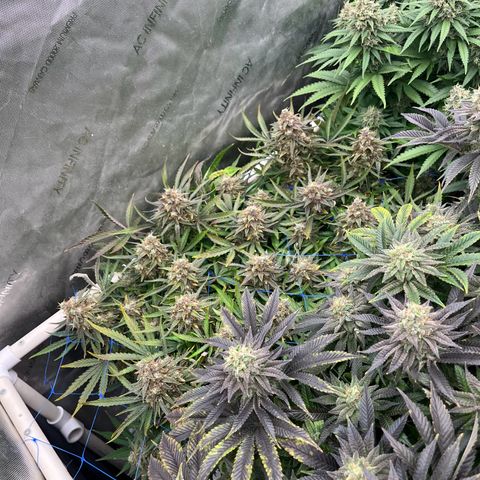 Northern Lights growlog timeline photo