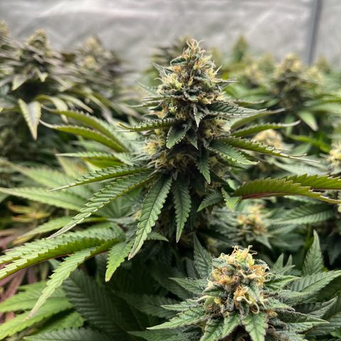 Northern Lights growlog timeline photo