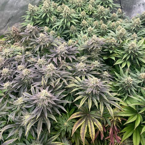 Northern Lights growlog timeline photo