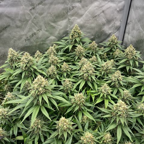 Northern Lights growlog timeline photo