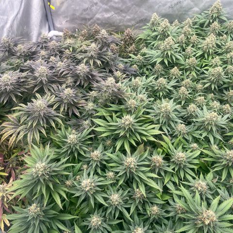 Northern Lights growlog timeline photo