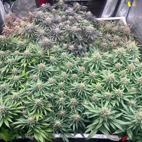 Northern Lights growlog timeline photo