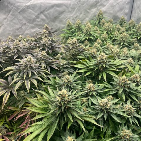 Northern Lights growlog timeline photo