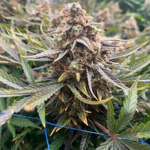 Northern Lights growlog timeline photo