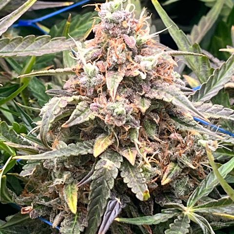 Northern Lights growlog timeline photo
