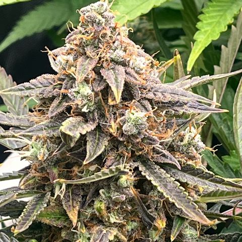 Northern Lights growlog timeline photo