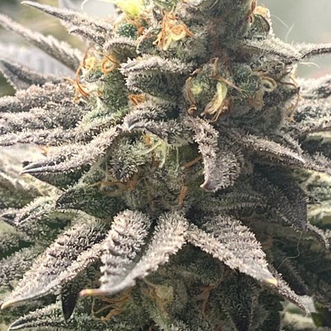 Northern Lights growlog timeline photo