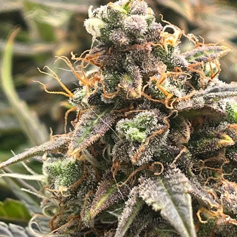Northern Lights growlog timeline photo