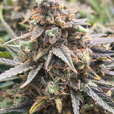 Northern Lights growlog timeline photo