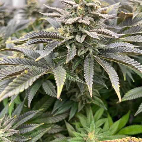 Northern Lights growlog timeline photo