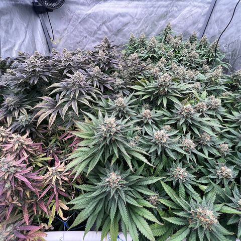 Northern Lights growlog timeline photo
