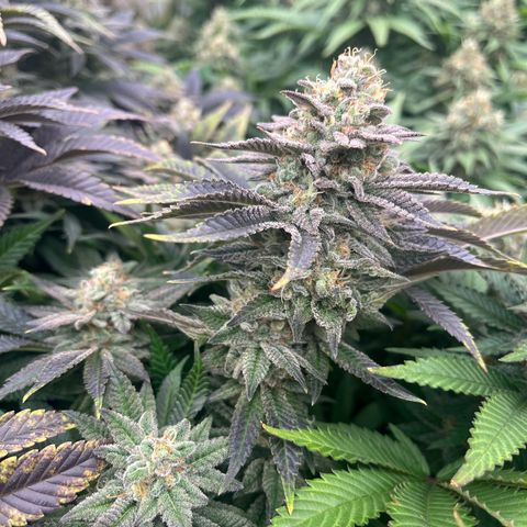 Northern Lights growlog timeline photo