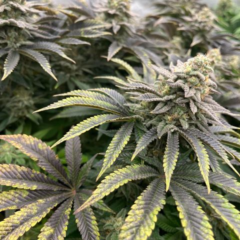 Northern Lights growlog timeline photo