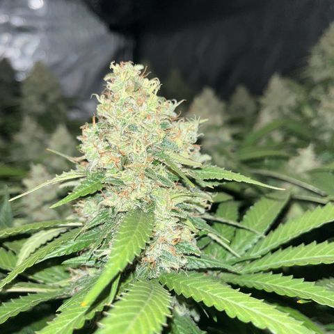 Northern Lights growlog timeline photo